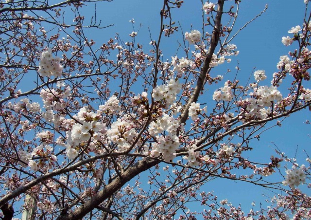 桜少し開花