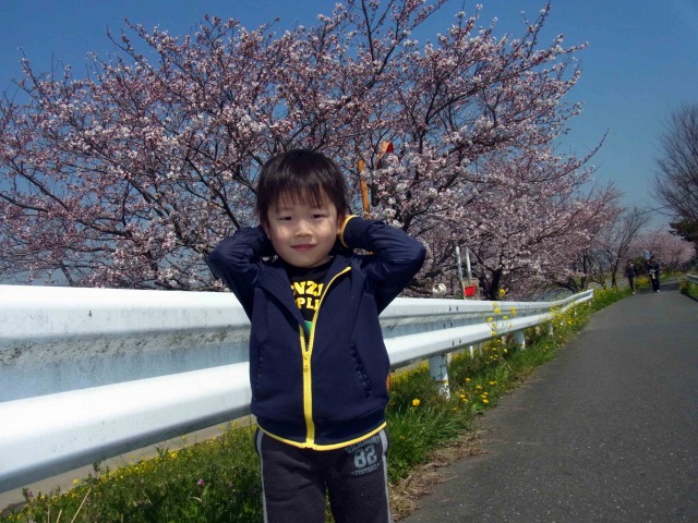 ぽこすけと桜