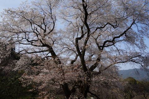 立派な枝ぶり