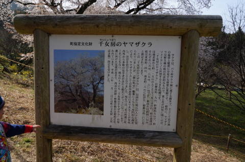 千女房桜の看板