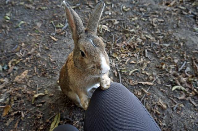 うさぎのパラダイス 大久野島へ Just The Way I Am